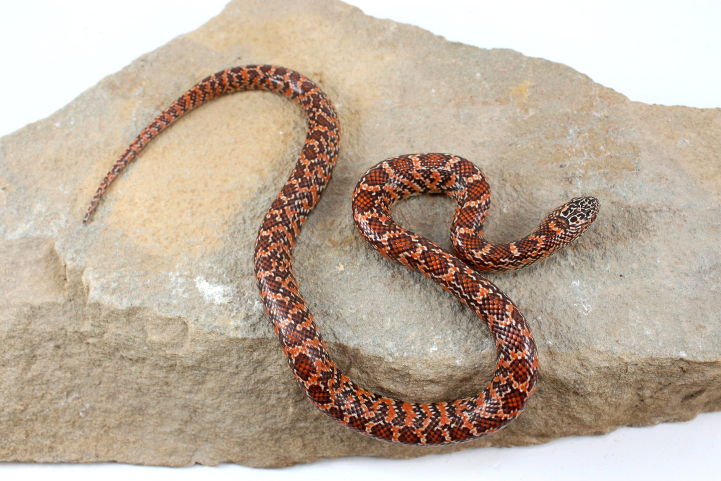 Hypo Florida Kingsnake
