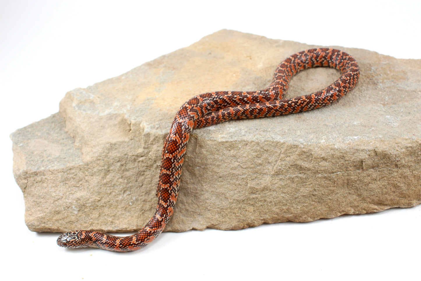 Hypo Florida Kingsnake