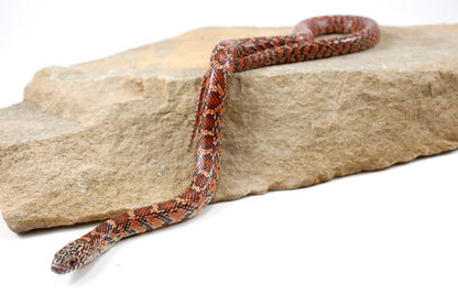 Hypo Florida Kingsnake