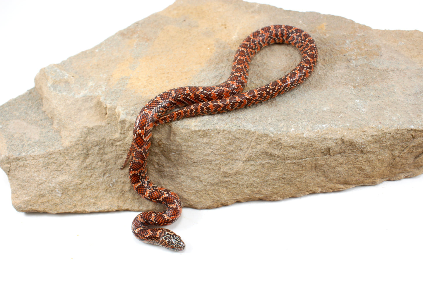 Hypo Florida Kingsnake
