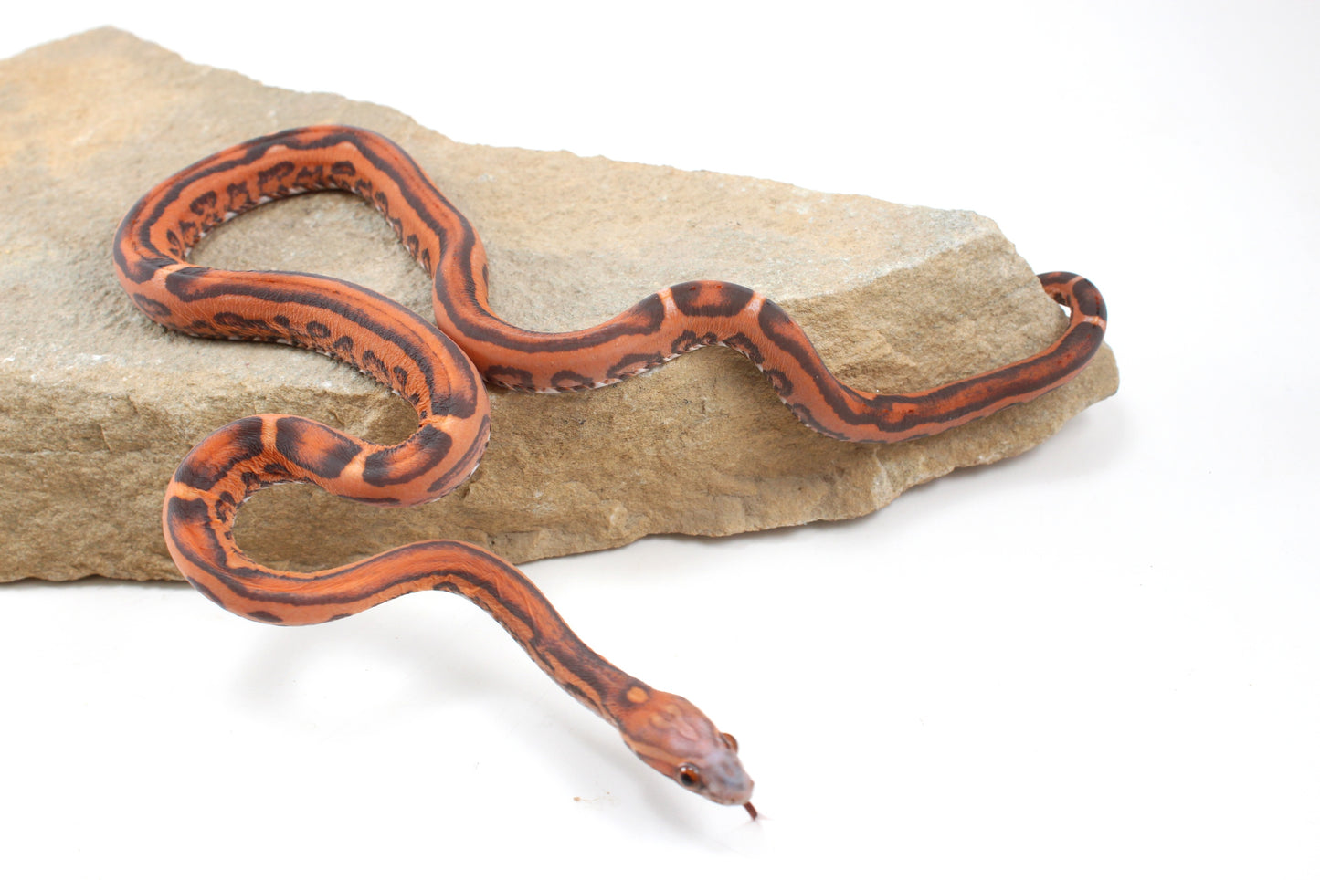 Scaleless Okeetee Corn Snake
