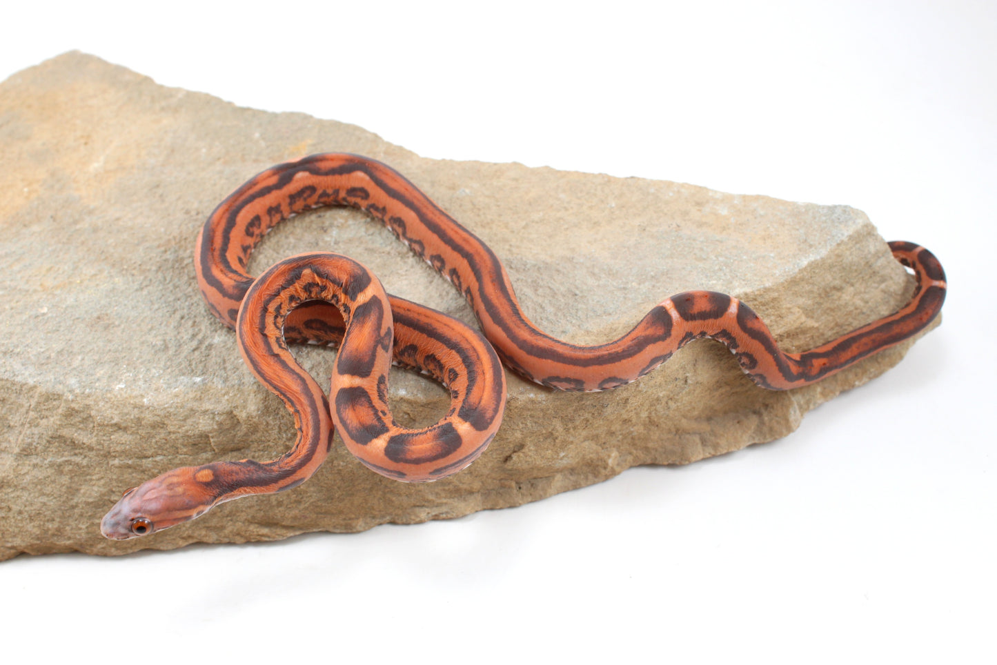 Scaleless Okeetee Corn Snake