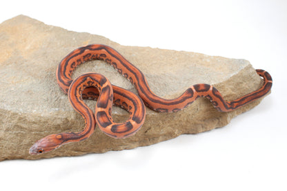 Scaleless Okeetee Corn Snake