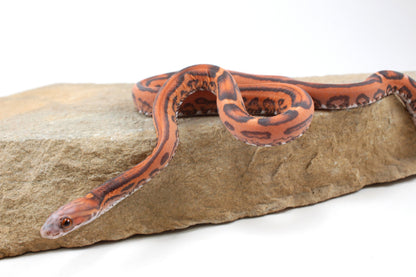 Scaleless Okeetee Corn Snake