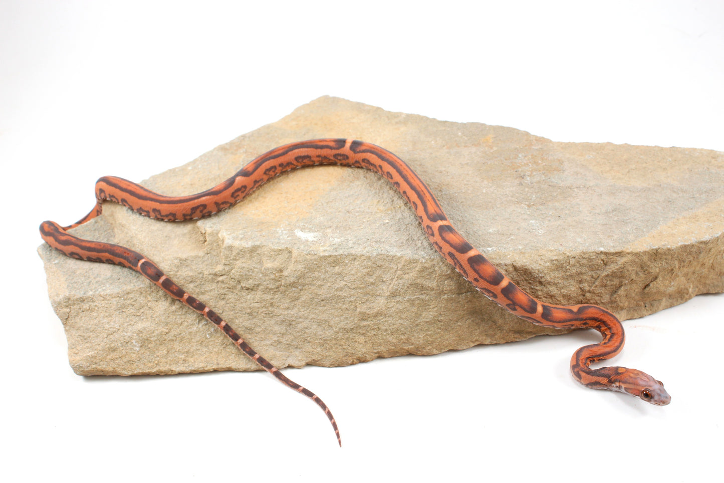 Scaleless Okeetee Corn Snake