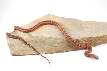 Scaleless Okeetee Corn Snake