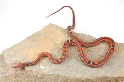 Scaleless Okeetee Corn Snake