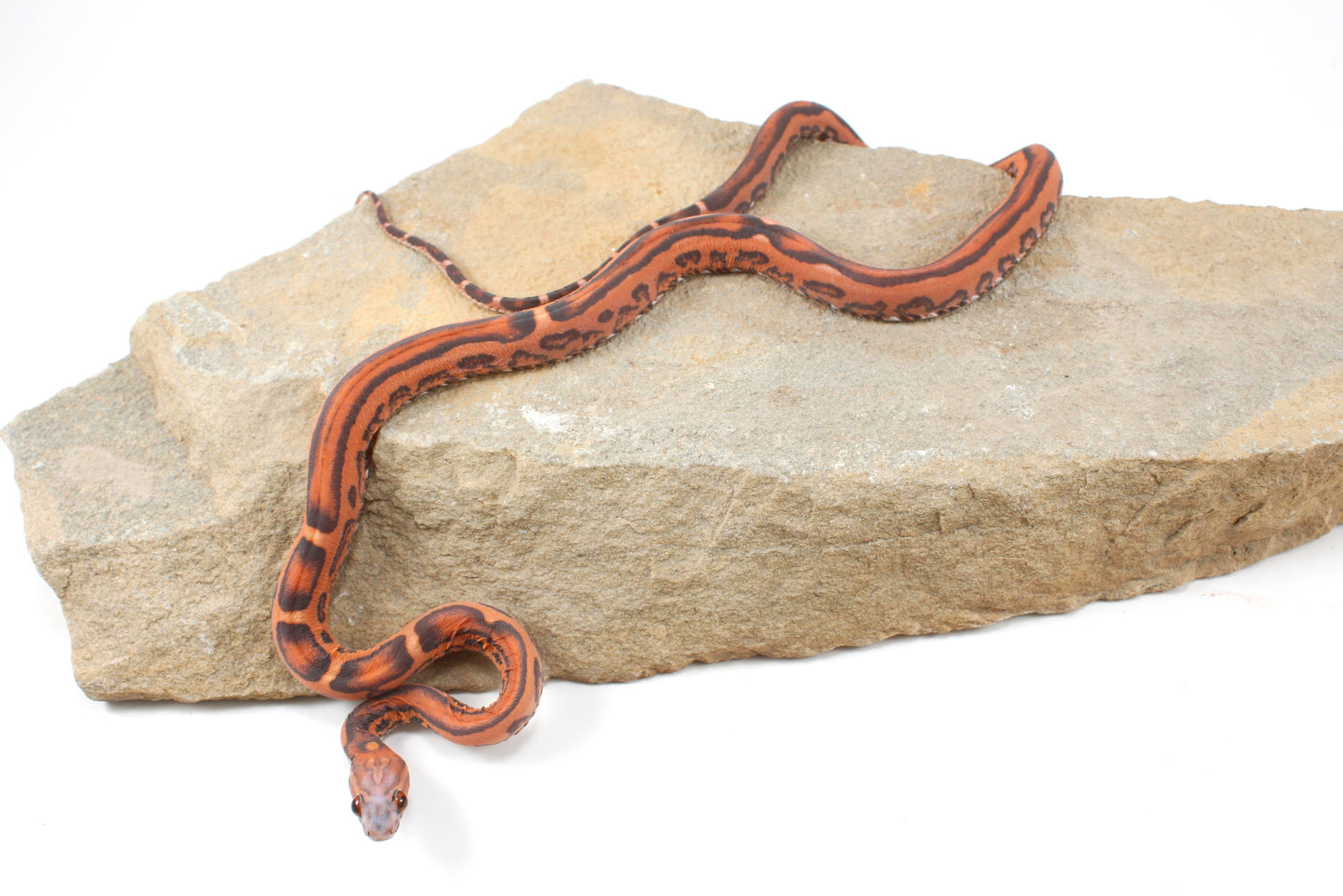 Scaleless Okeetee Corn Snake