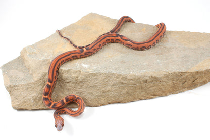 Scaleless Okeetee Corn Snake