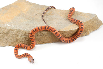Scaleless Okeetee Corn Snake
