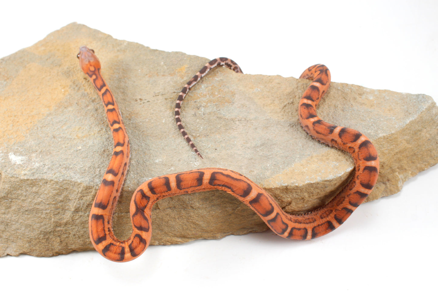 Scaleless Okeetee Corn Snake