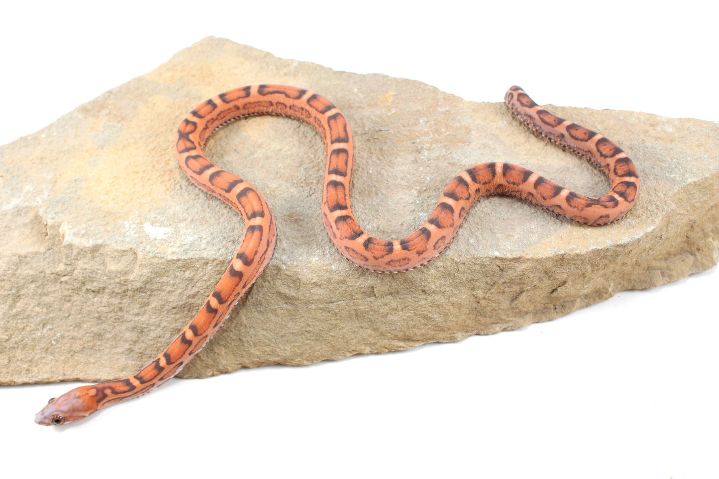 Scaleless Okeetee Corn Snake