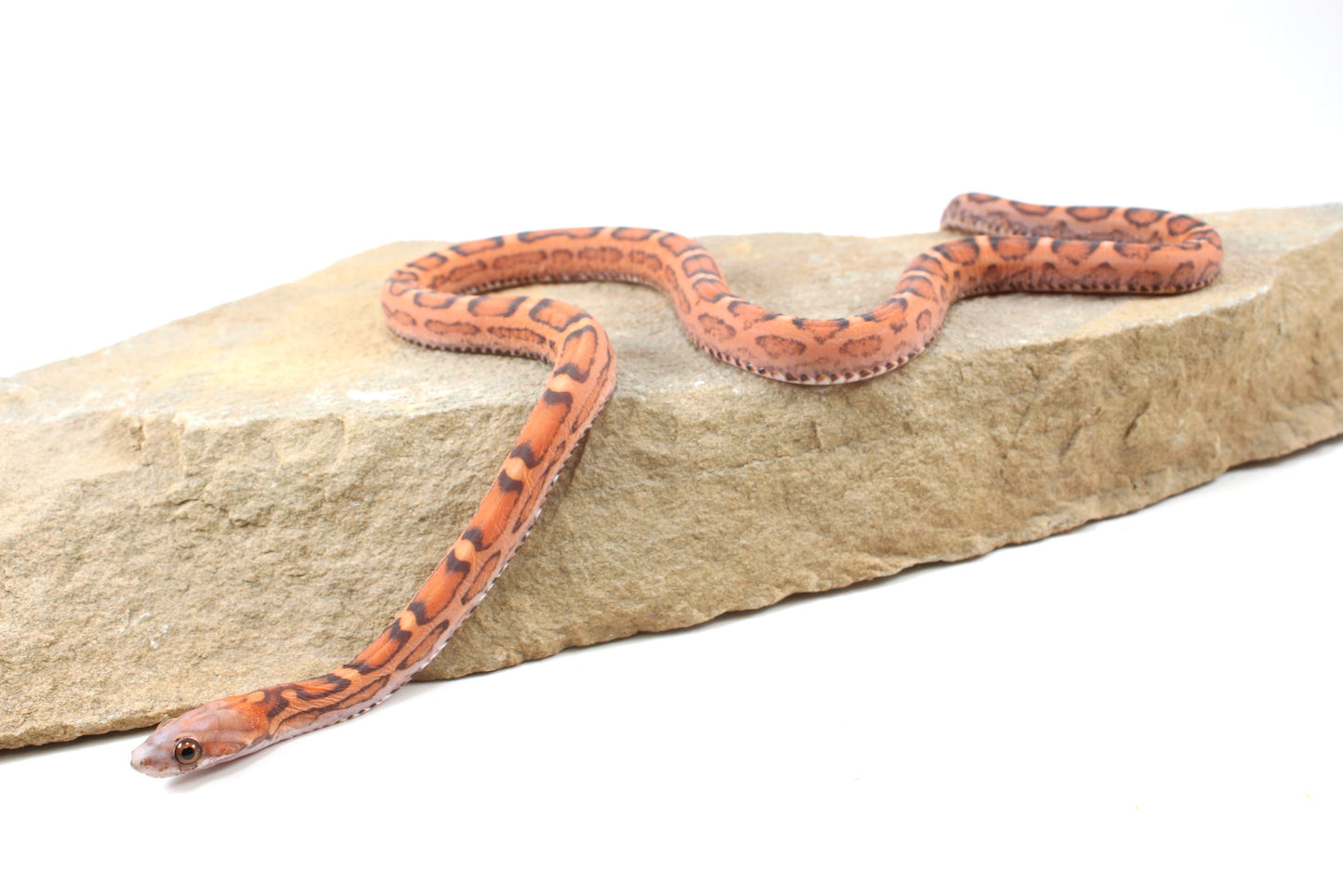 Scaleless Okeetee Corn Snake