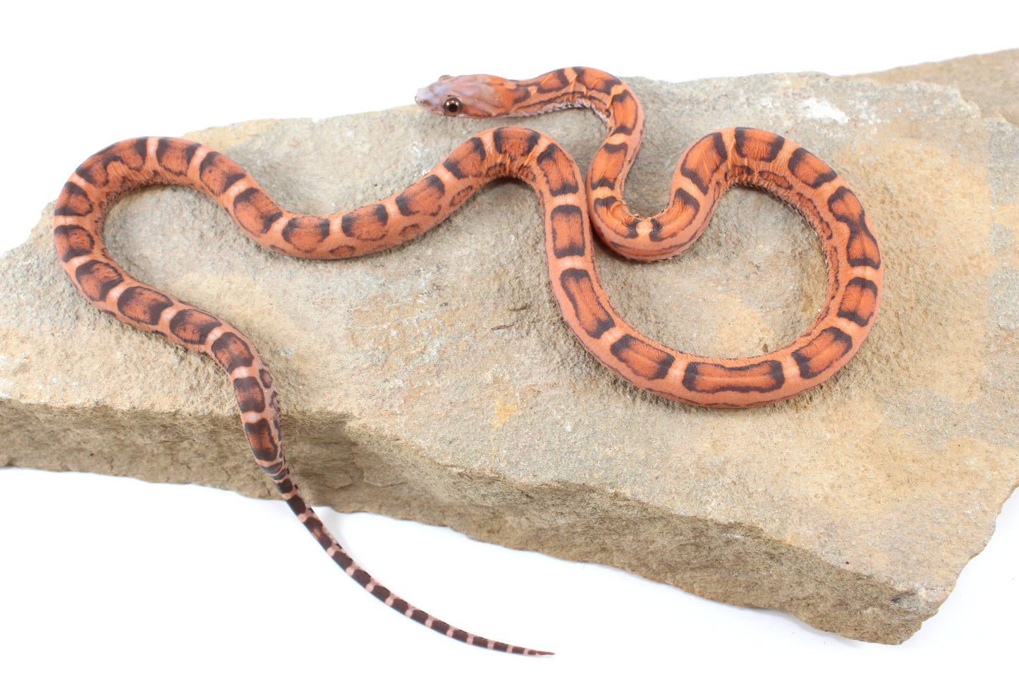 Scaleless Okeetee Corn Snake