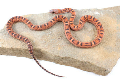 Scaleless Okeetee Corn Snake