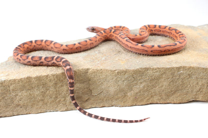 Scaleless Okeetee Corn Snake
