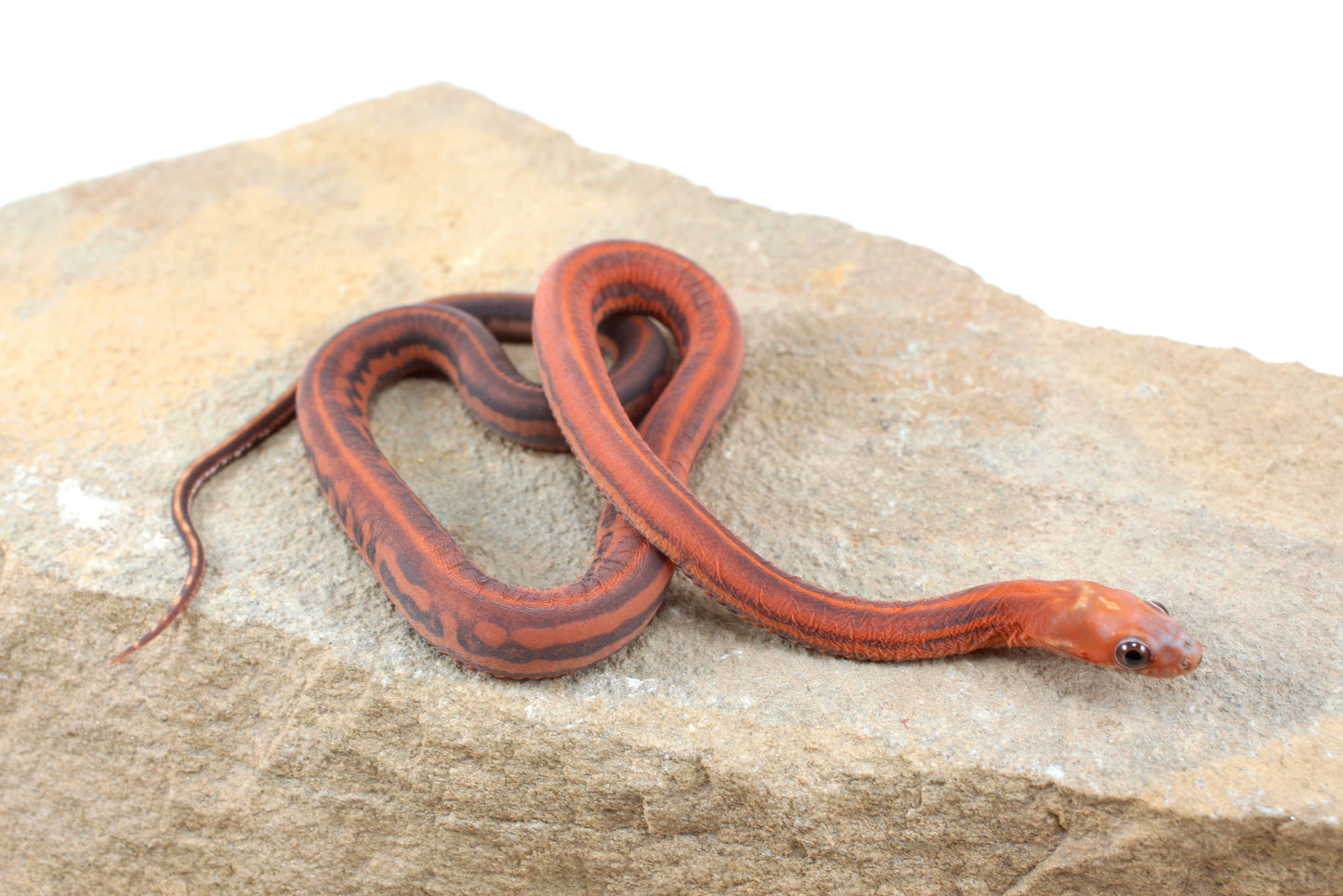 Scaleless Tessera Corn Snake
