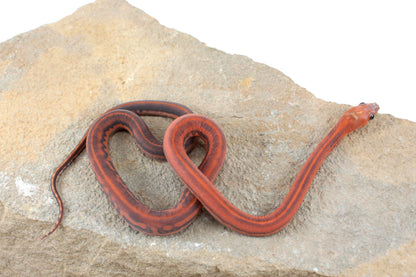 Scaleless Tessera Corn Snake