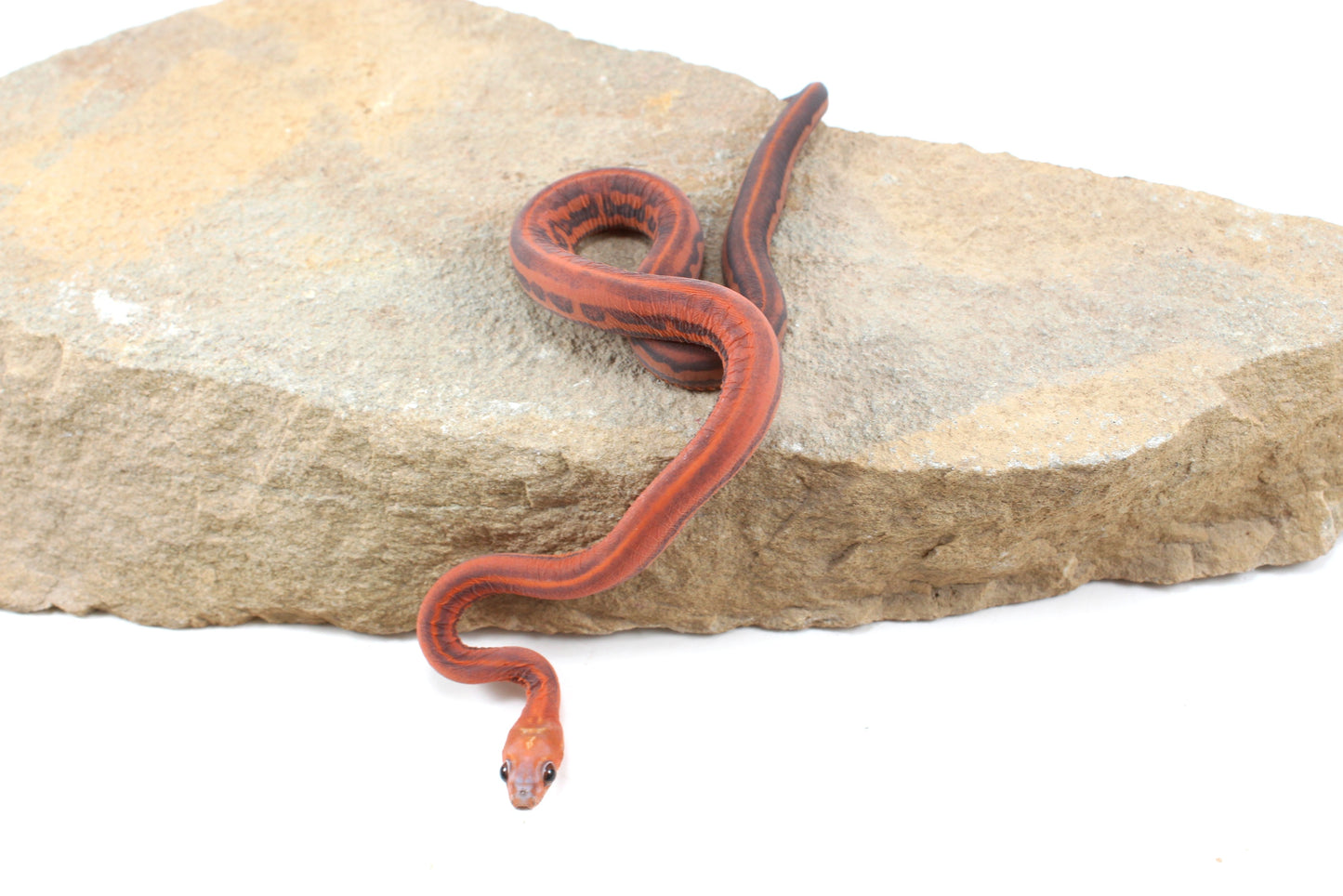 Scaleless Tessera Corn Snake