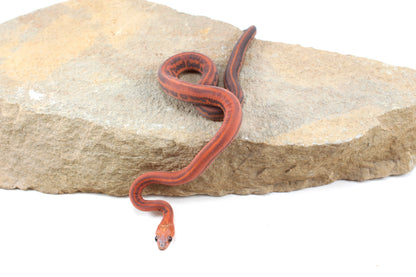 Scaleless Tessera Corn Snake