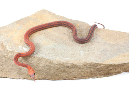 Scaleless Tessera Corn Snake