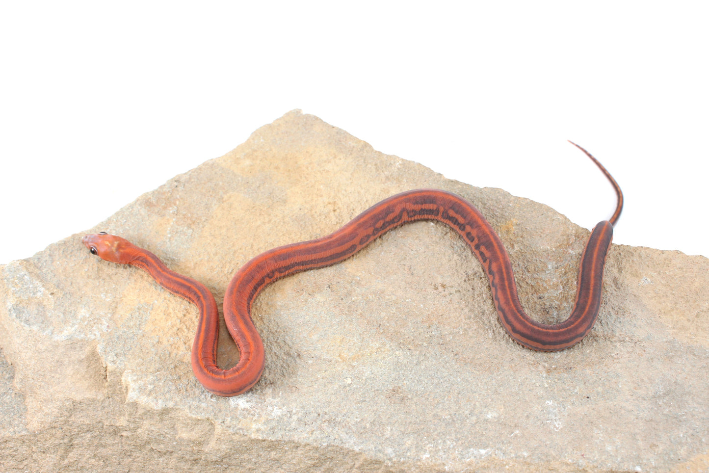 Scaleless Tessera Corn Snake