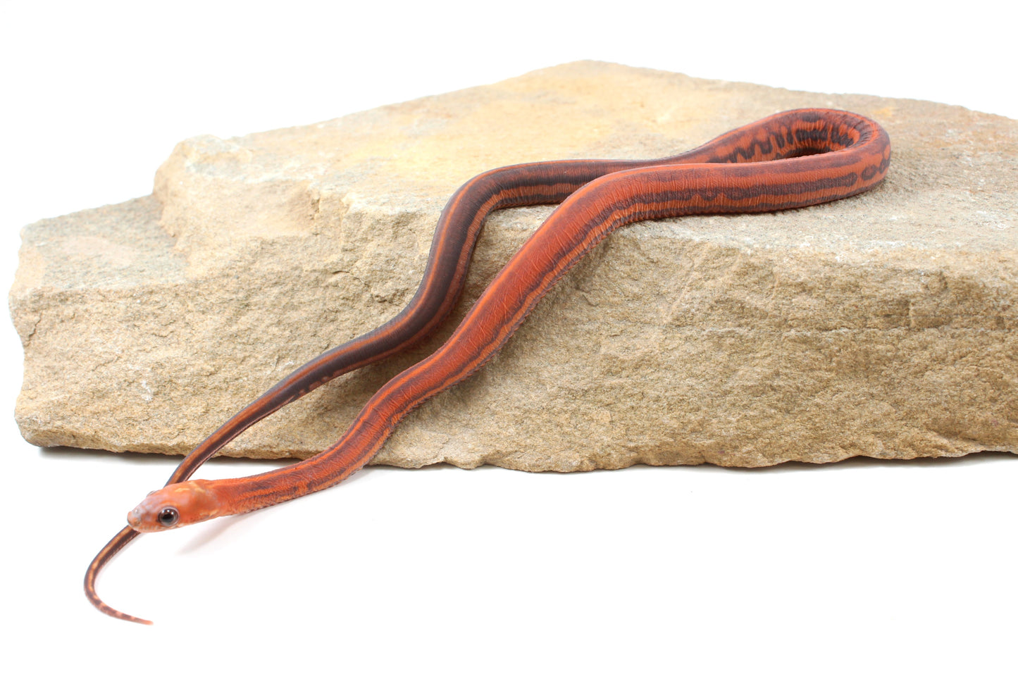 Scaleless Tessera Corn Snake