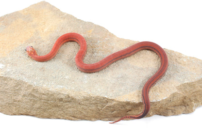 Scaleless Tessera h. Anery Corn Snake