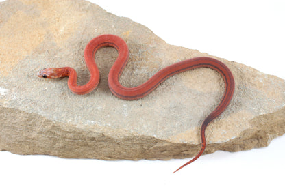 Scaleless Tessera h. Anery Corn Snake