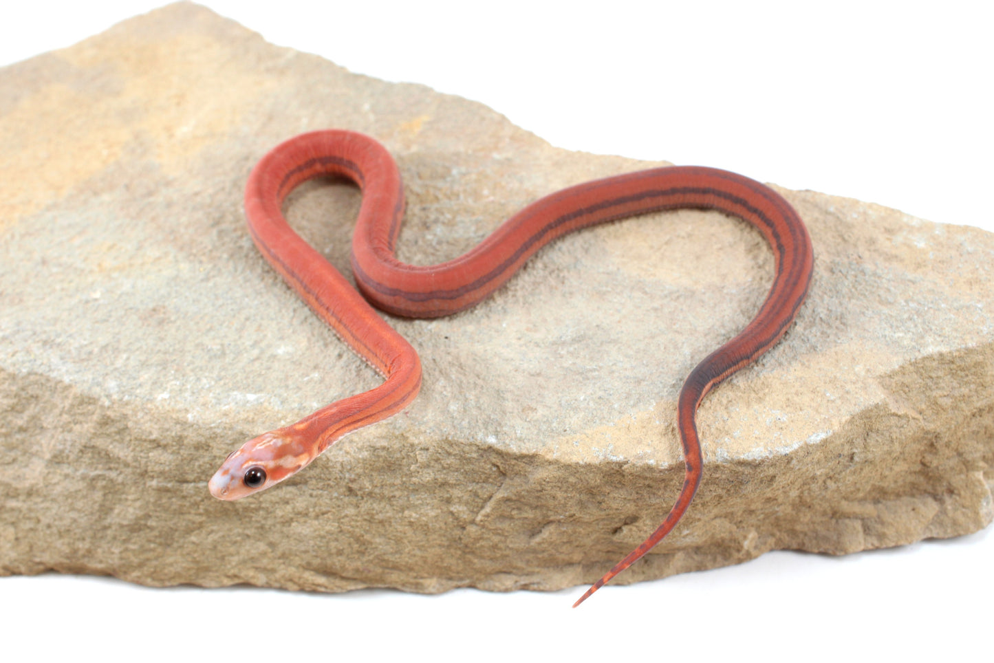 Scaleless Tessera h. Anery Corn Snake