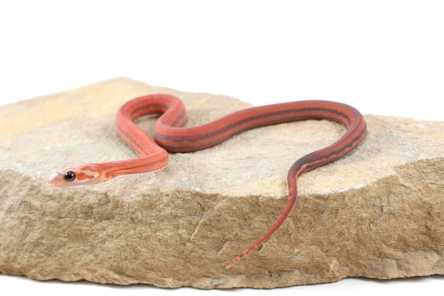 Scaleless Tessera h. Anery Corn Snake
