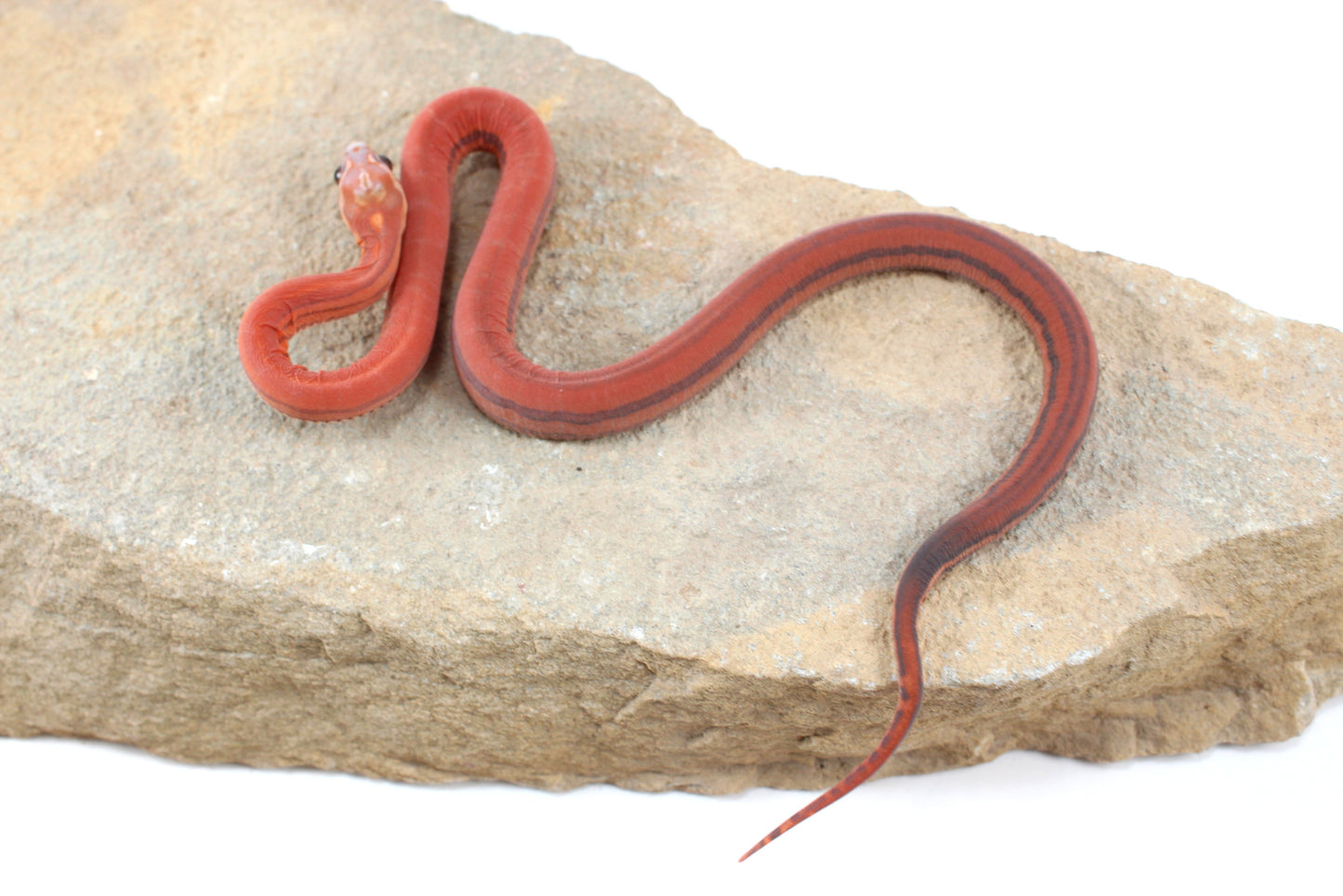 Scaleless Tessera h. Anery Corn Snake
