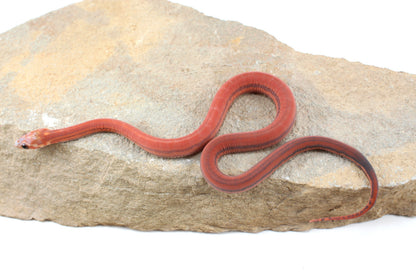 Scaleless Tessera h. Anery Corn Snake