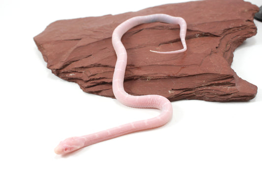 Scaleless Snow DH Anery Amel Corn Snake