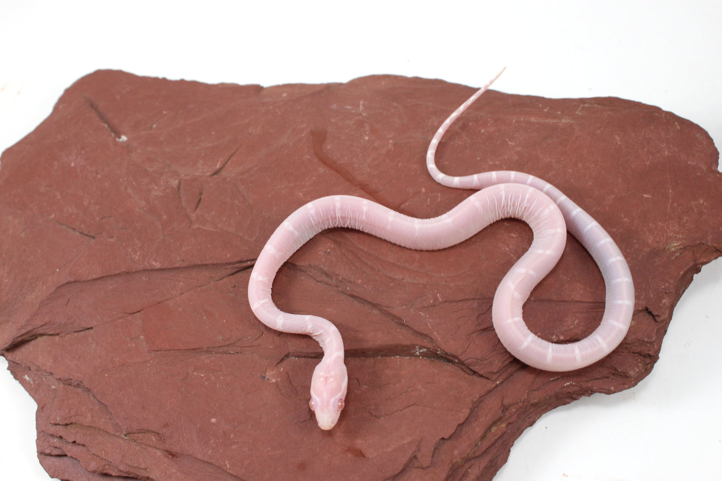 Scaleless Snow DH Anery Amel Corn Snake