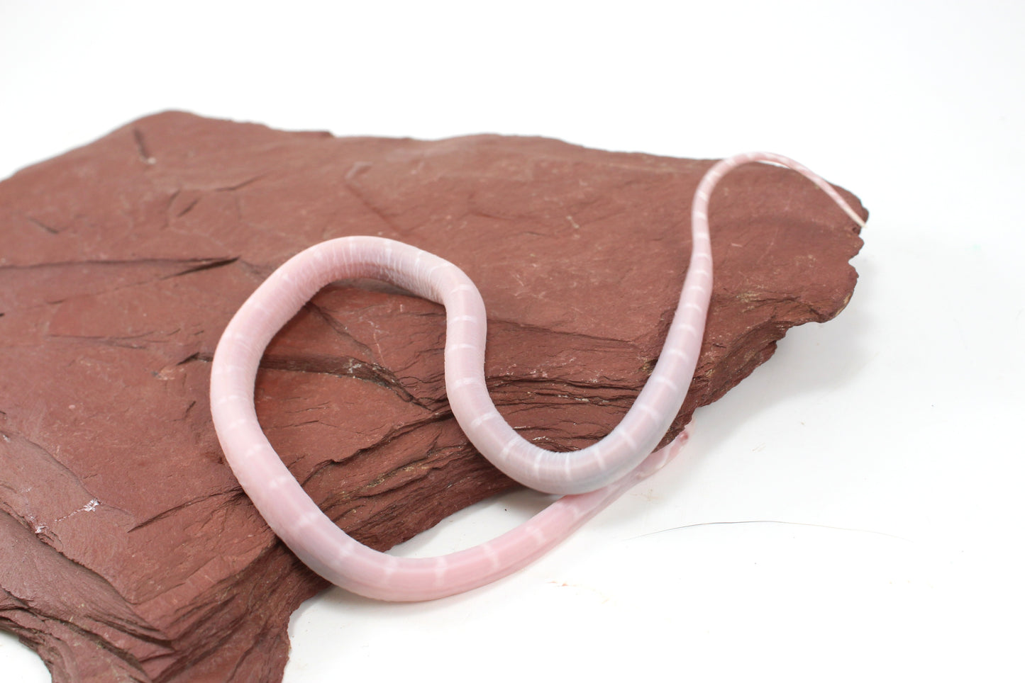 Scaleless Snow DH Anery Amel Corn Snake