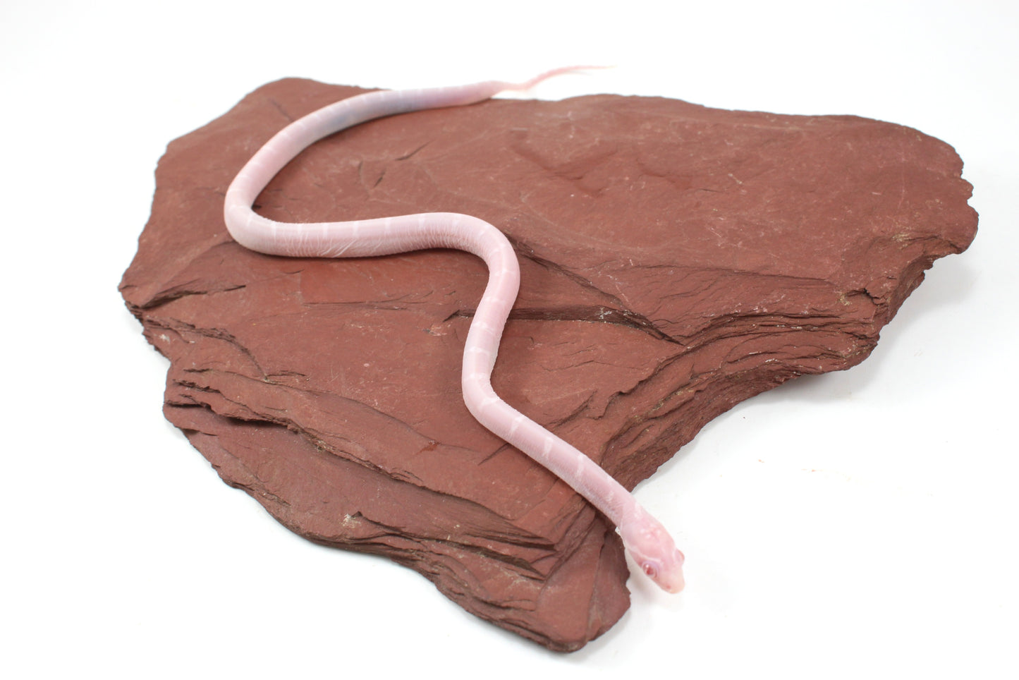 Scaleless Snow DH Anery Amel Corn Snake