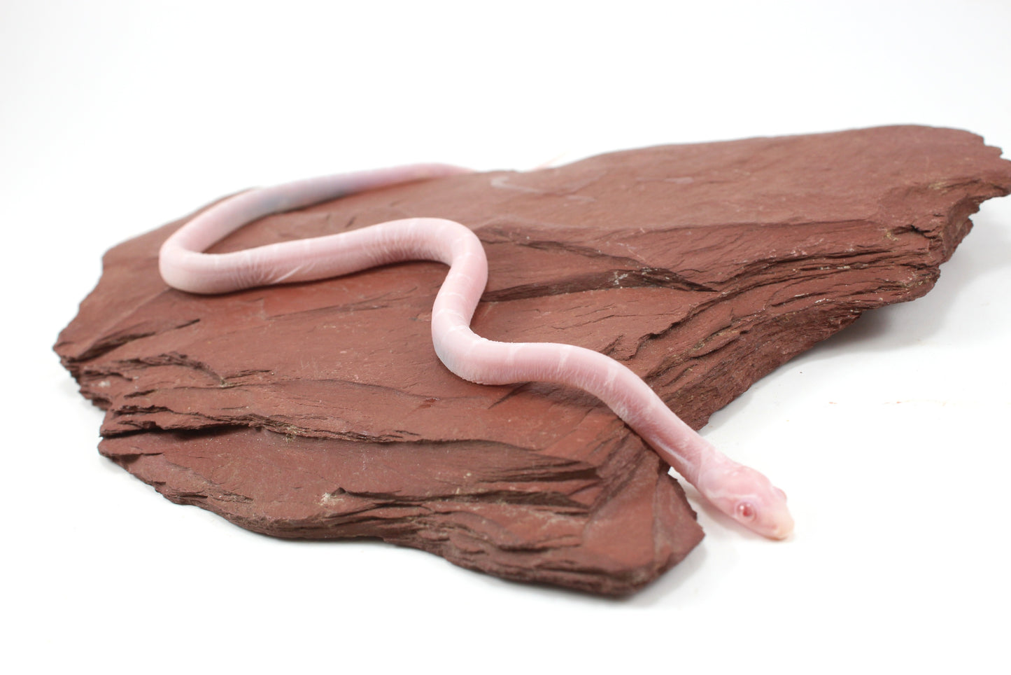 Scaleless Snow DH Anery Amel Corn Snake