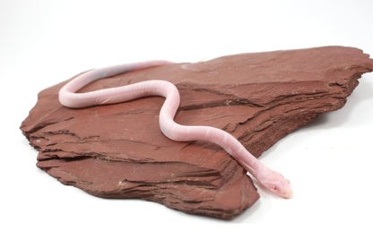 Scaleless Snow DH Anery Amel Corn Snake