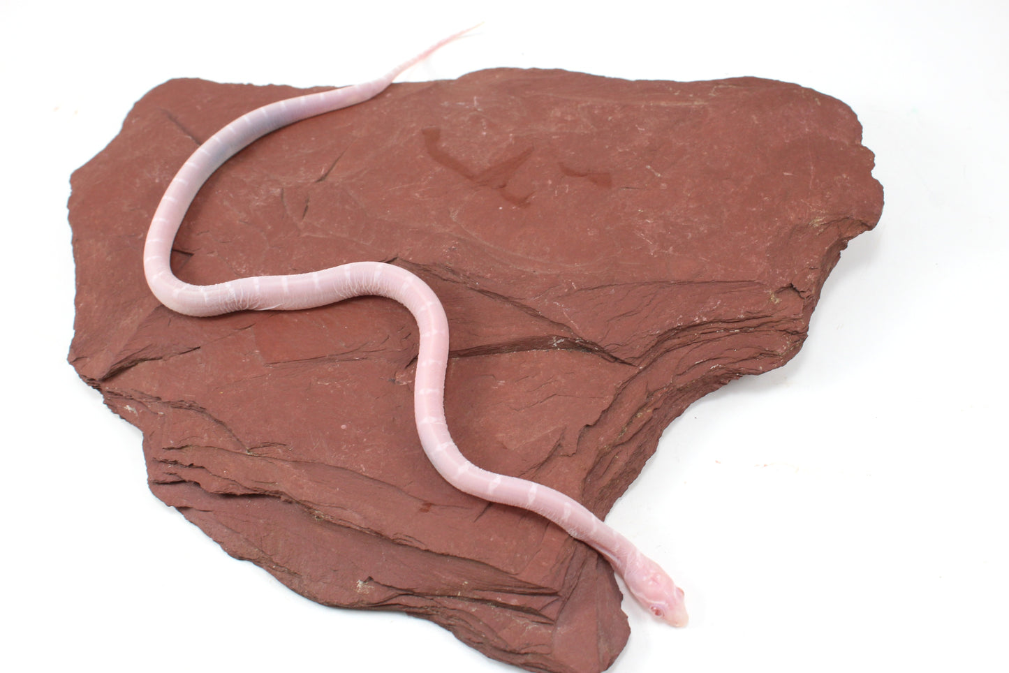 Scaleless Snow DH Anery Amel Corn Snake