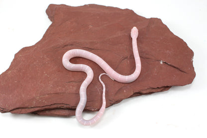 Scaleless Snow DH Anery Amel Corn Snake