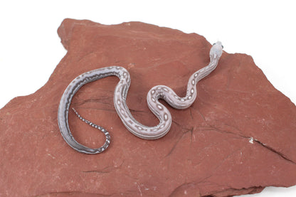 Scaleless Anery Corn Snake