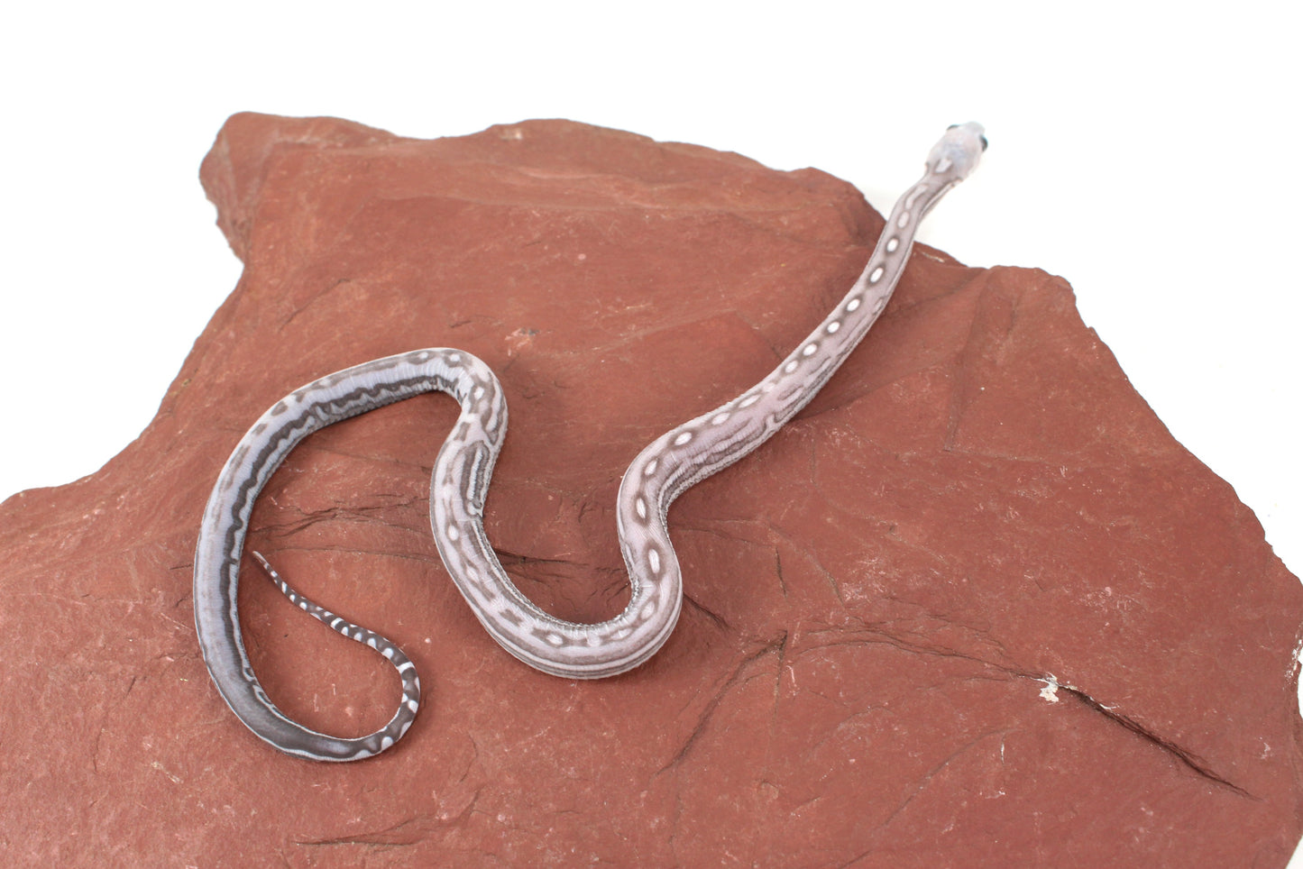 Scaleless Anery Corn Snake