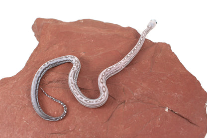 Scaleless Anery Corn Snake