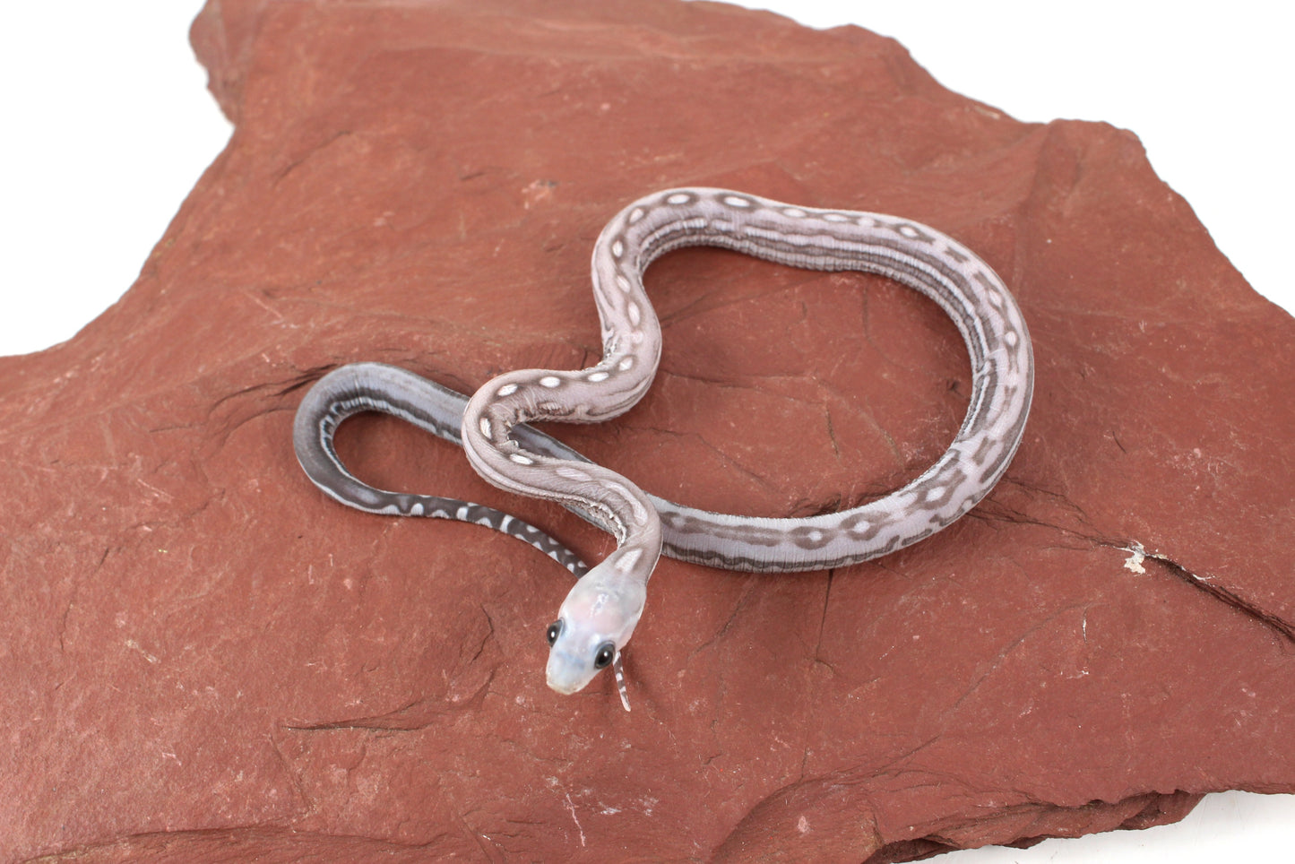 Scaleless Anery Corn Snake