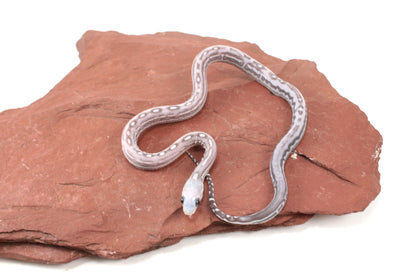 Scaleless Anery Corn Snake