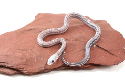 Scaleless Anery Corn Snake