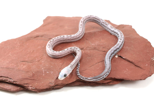 Scaleless Anery Corn Snake