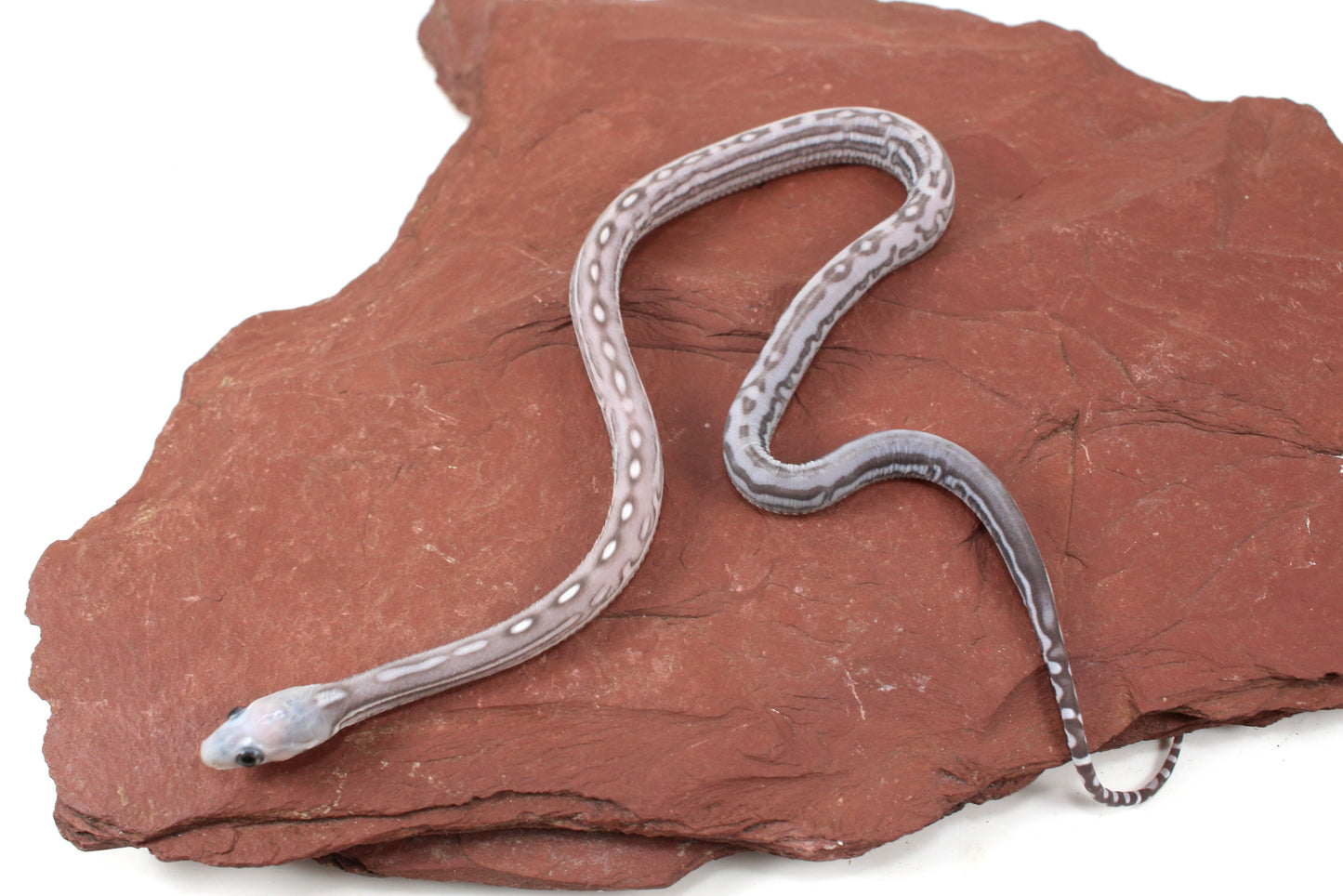 Scaleless Anery Corn Snake