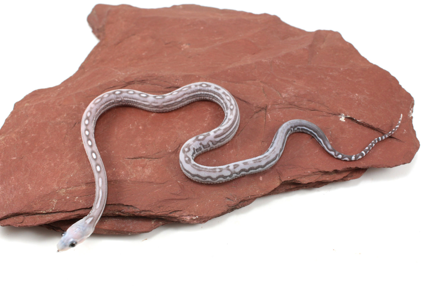 Scaleless Anery Corn Snake